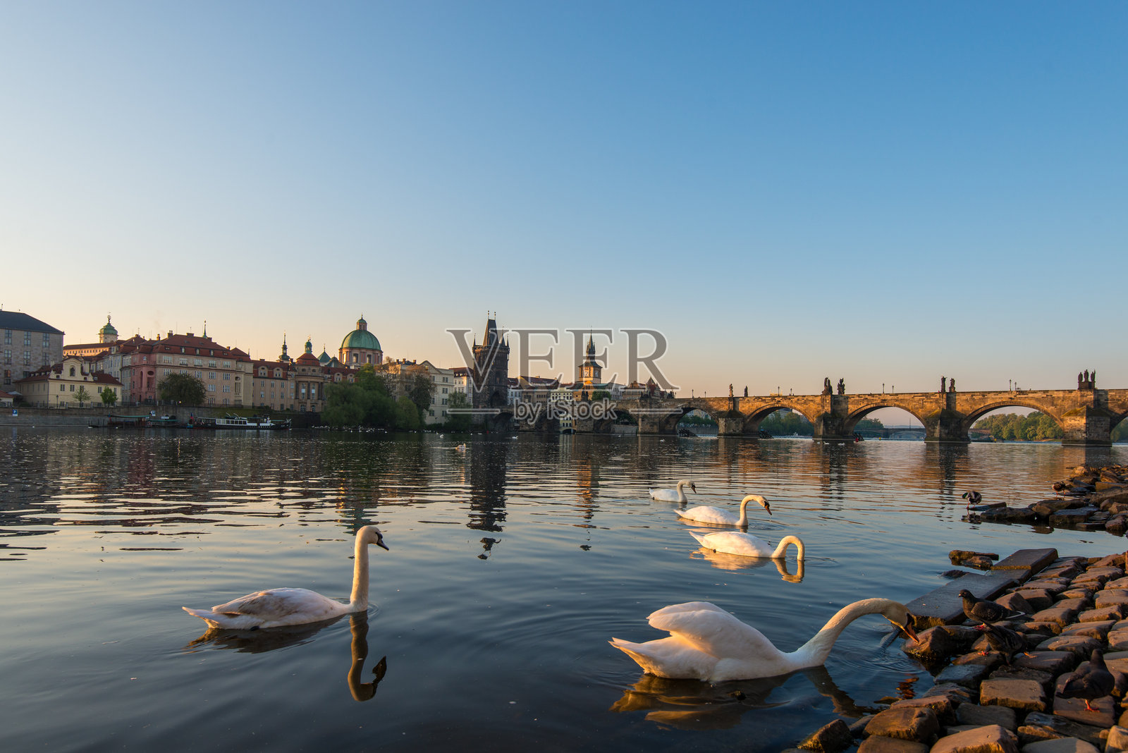 天鹅在黄昏时分的伏尔塔瓦河上悠然滑行,背景是布拉格的天际线。照片摄影图片