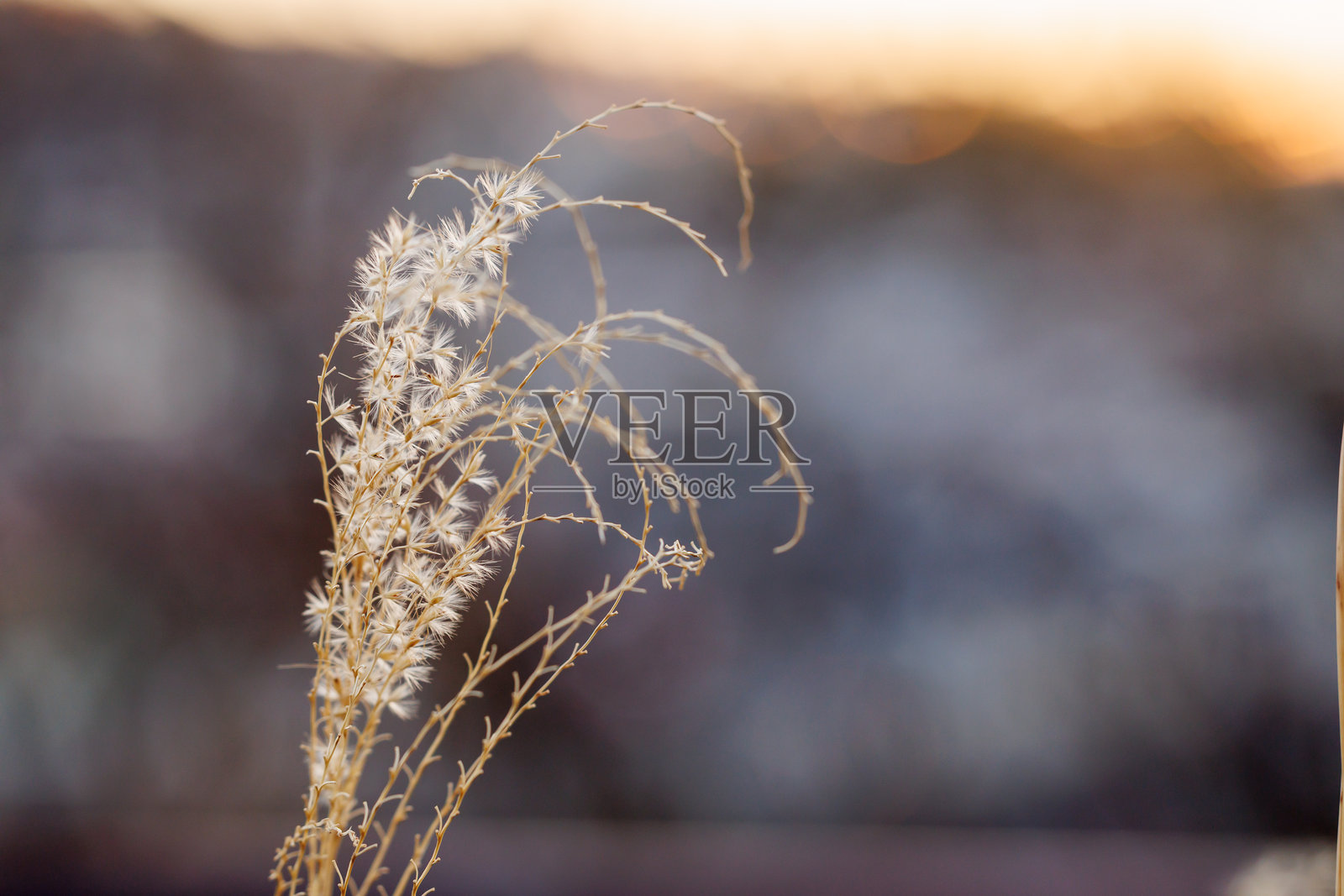 日本芒草照片摄影图片