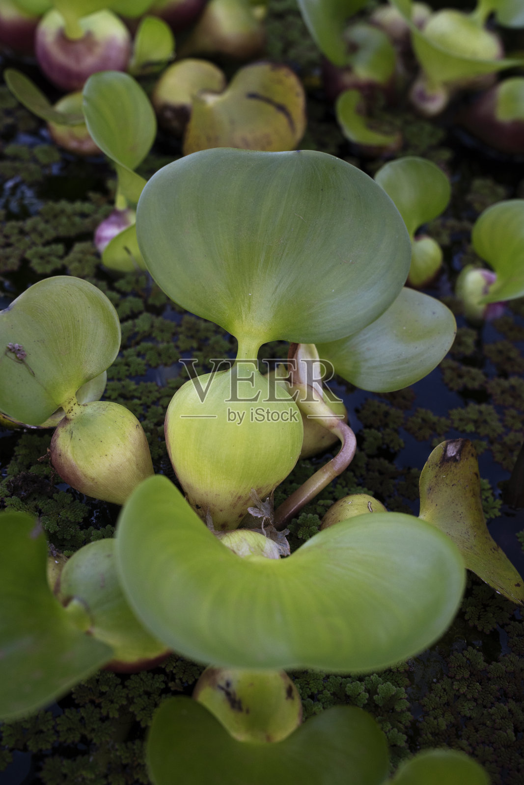 高角度视图的蓝花浮萍绿色漂浮叶子照片摄影图片