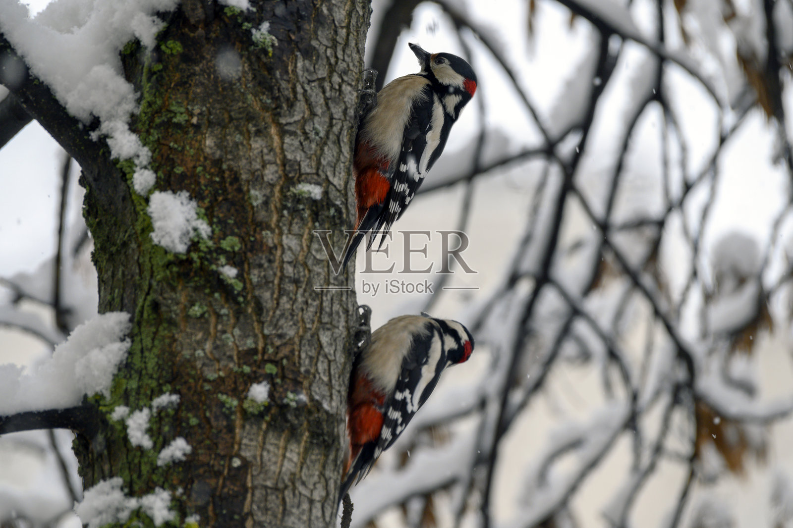 啄木鸟在树上。(大斑啄木鸟)照片摄影图片