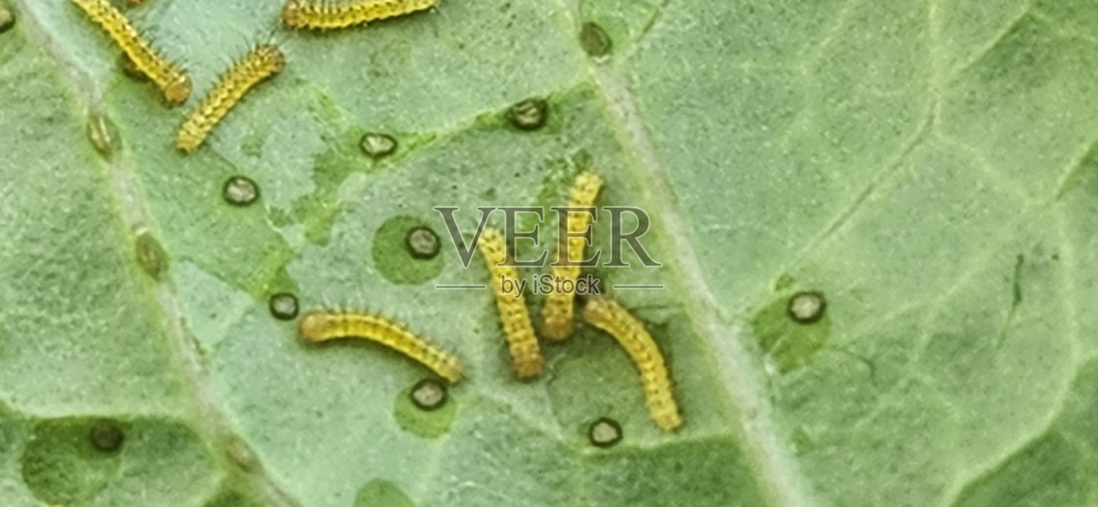 Ascia monuste 的新生幼虫小而娇嫩,长度约为 1 到 4 毫米。它几乎持续不断地以卷心菜叶为食,这对其初期发育和向下一个生命周期阶段的过渡至关重要。照片摄影图片