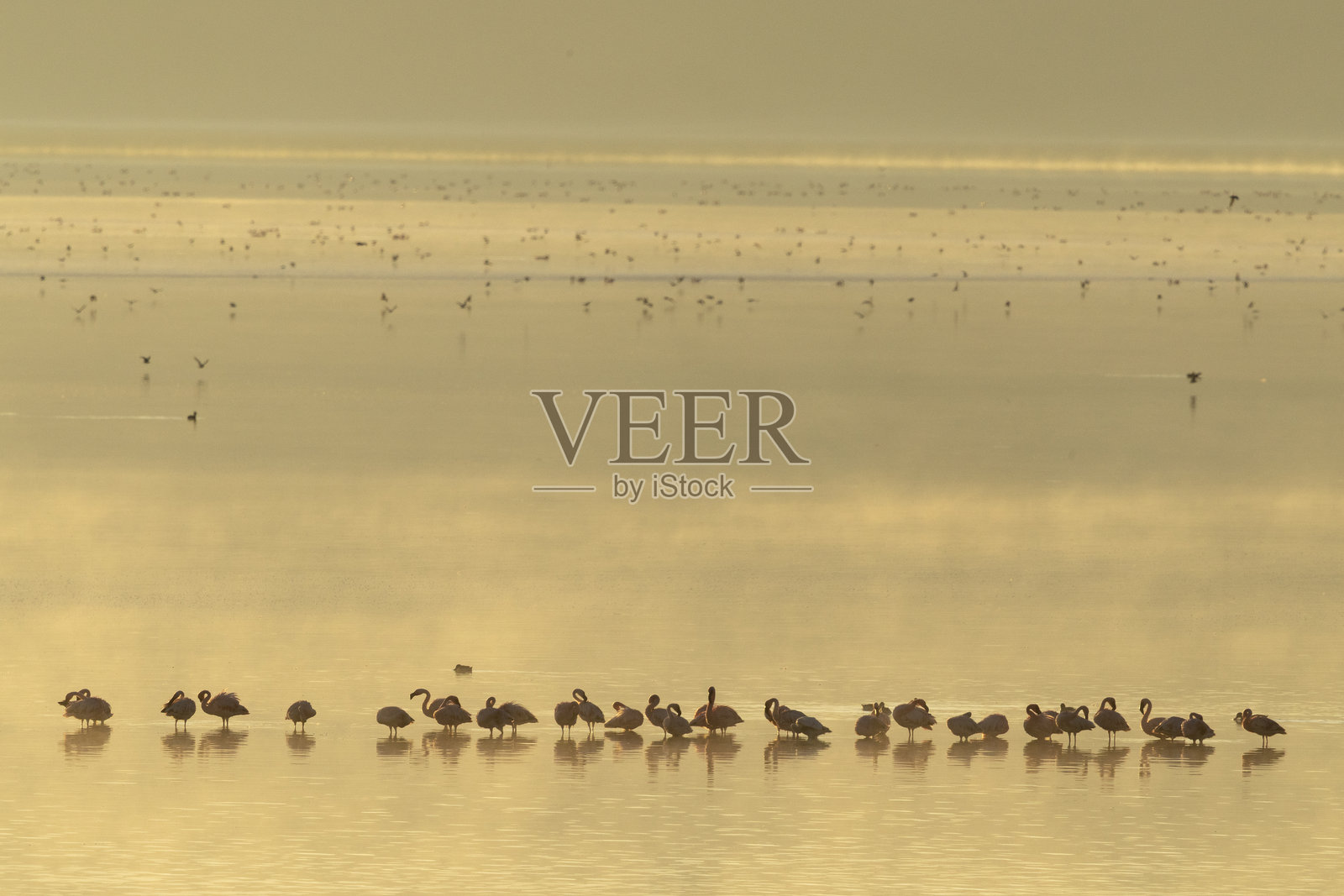 小火烈鸟,学名:Phoeniconaias minor:坦桑尼亚马加迪湖,恩戈罗恩戈罗火山口照片摄影图片