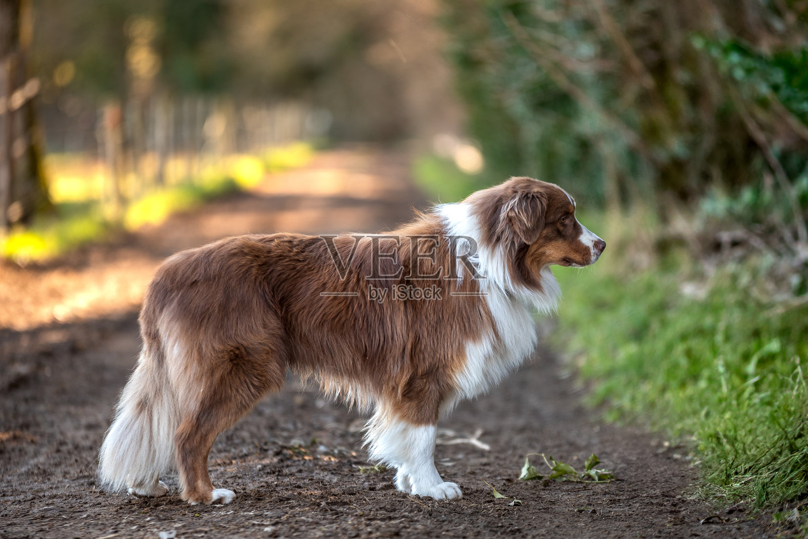 户外的澳大利亚牧羊犬肖像照片摄影图片