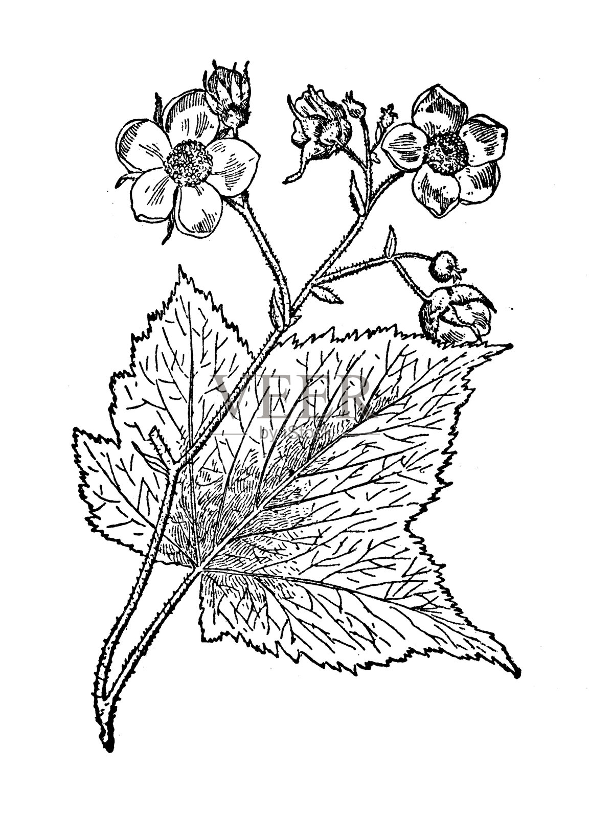 紫花覆盆子,Rubus odoratus插画图片素材