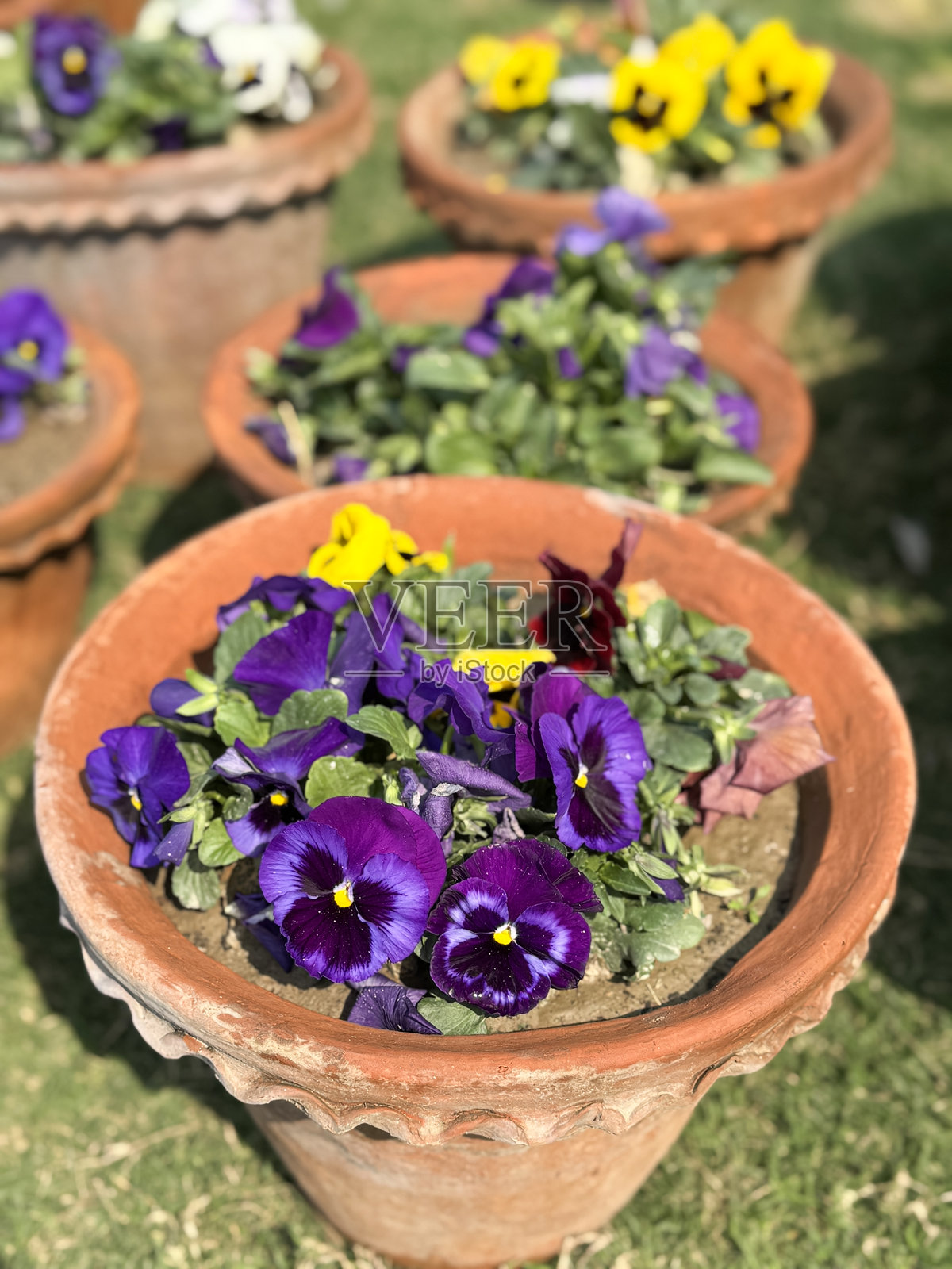 生动的紫色和黄色三色堇在陶土花盆中 / 盛开的花卉植物,户外花园展示照片摄影图片