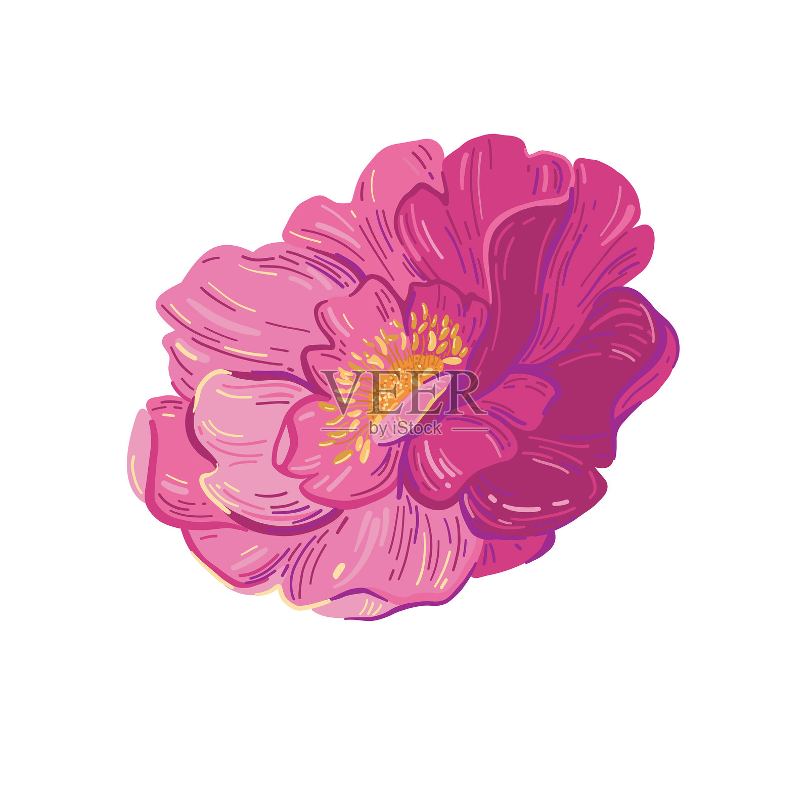 粉色牡丹插图。美学粉色牡丹艺术插画图片素材