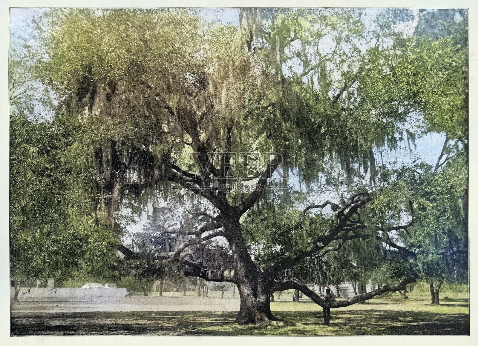 活橡树(Quercus virginiana),乔治亚州布伦瑞克,复古照片,1890年代,19世纪插画图片素材