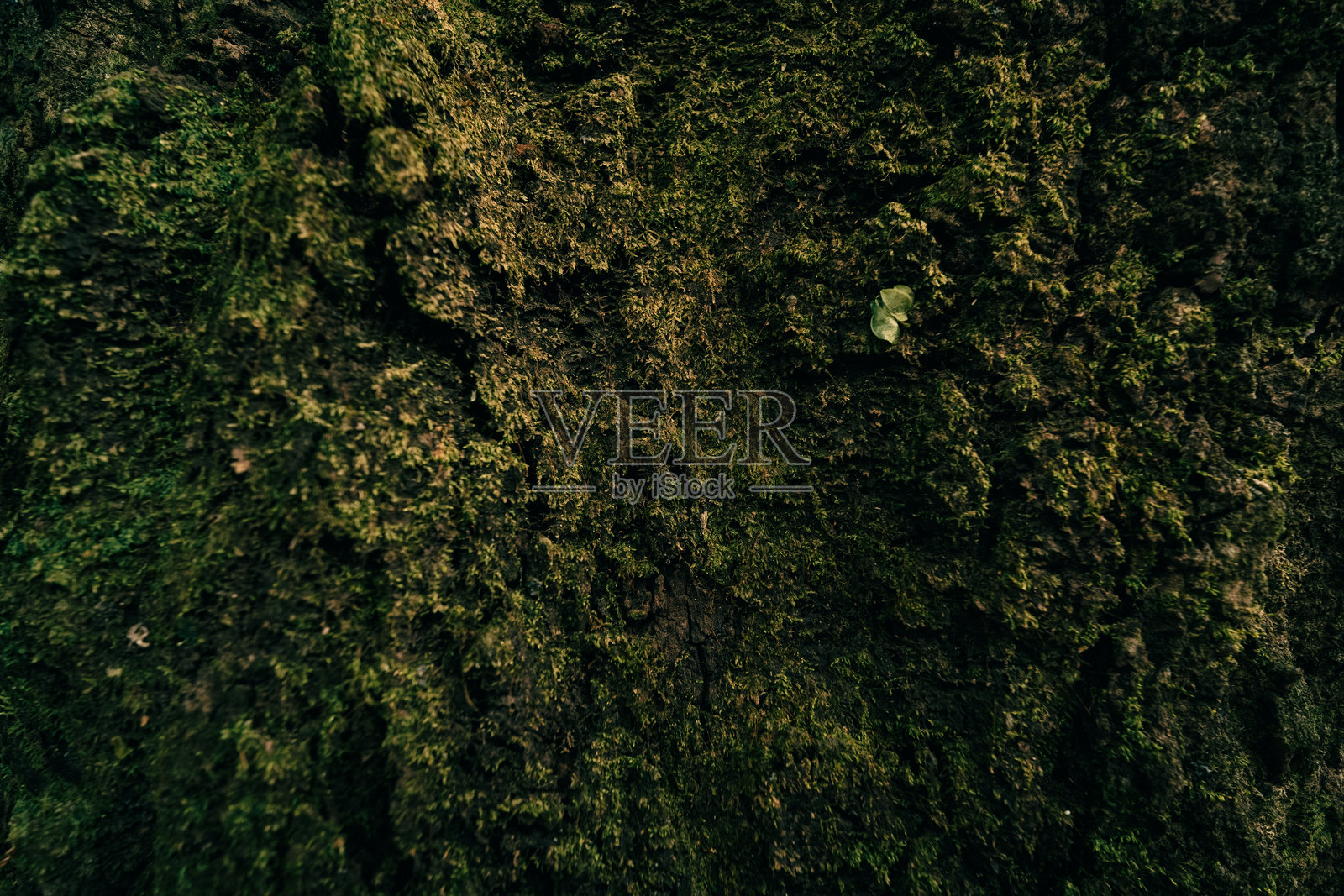 树干上的绿色苔藓照片摄影图片