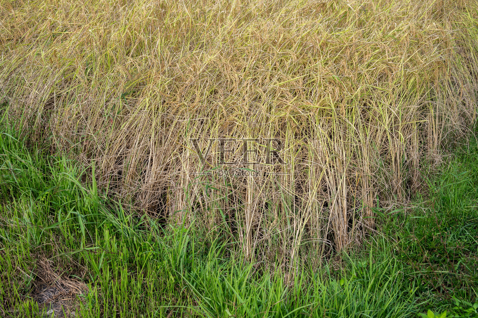 成熟的稻田准备在泰国乡村收割。泰国有着悠久的稻米生产传统。照片摄影图片
