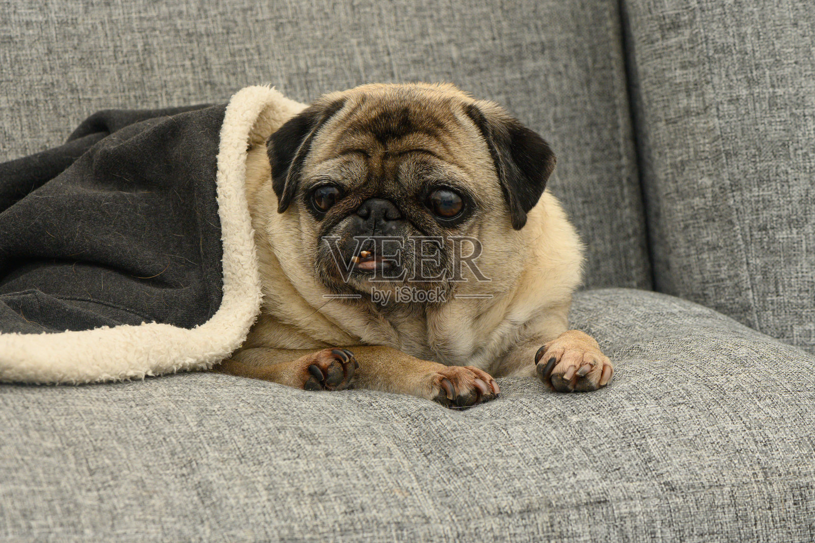 舒适的巴哥犬在温暖的客厅里,柔软的灰色沙发上,毯子下放松休息。照片摄影图片