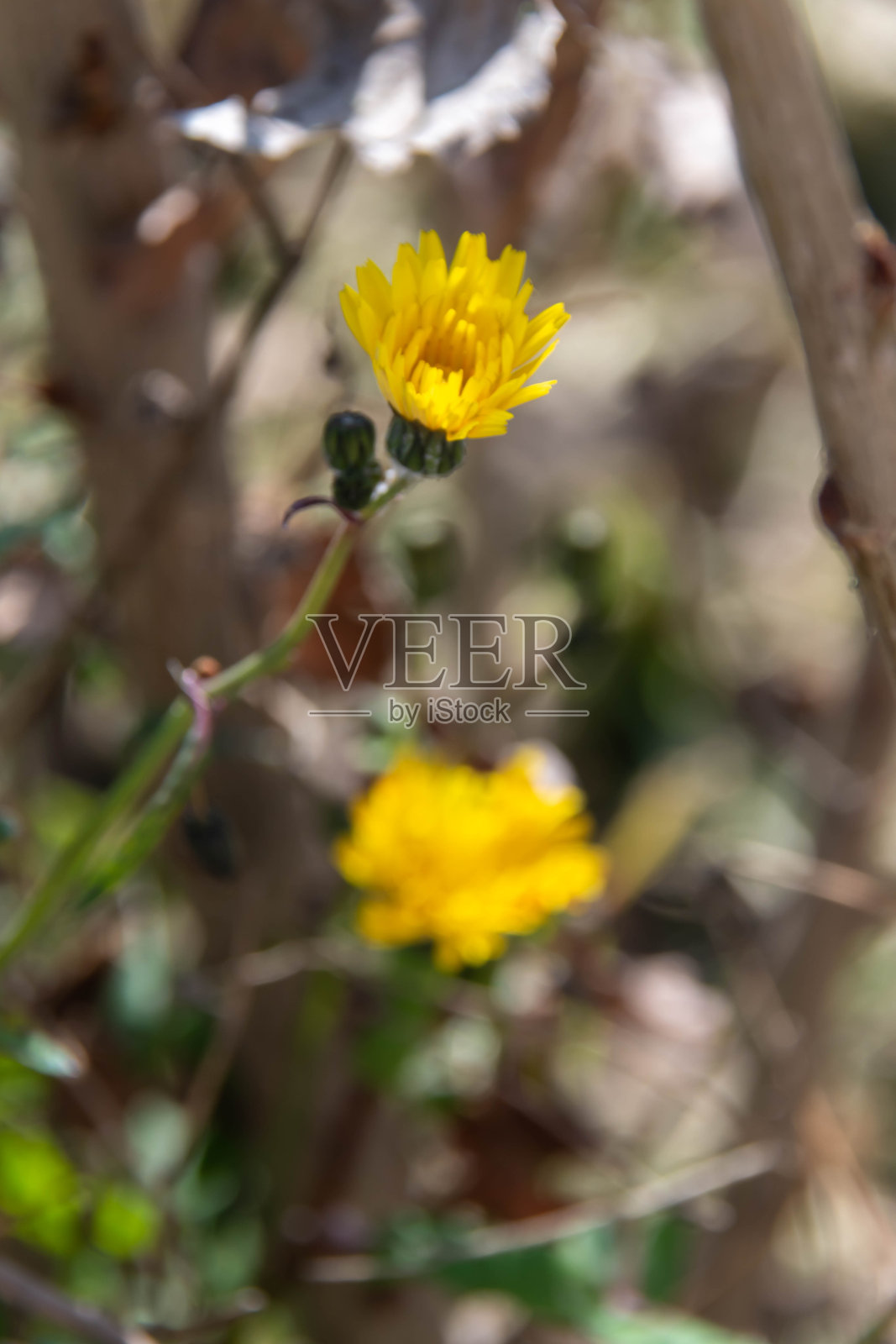 枝条间的黄色花朵:春天的气息照片摄影图片