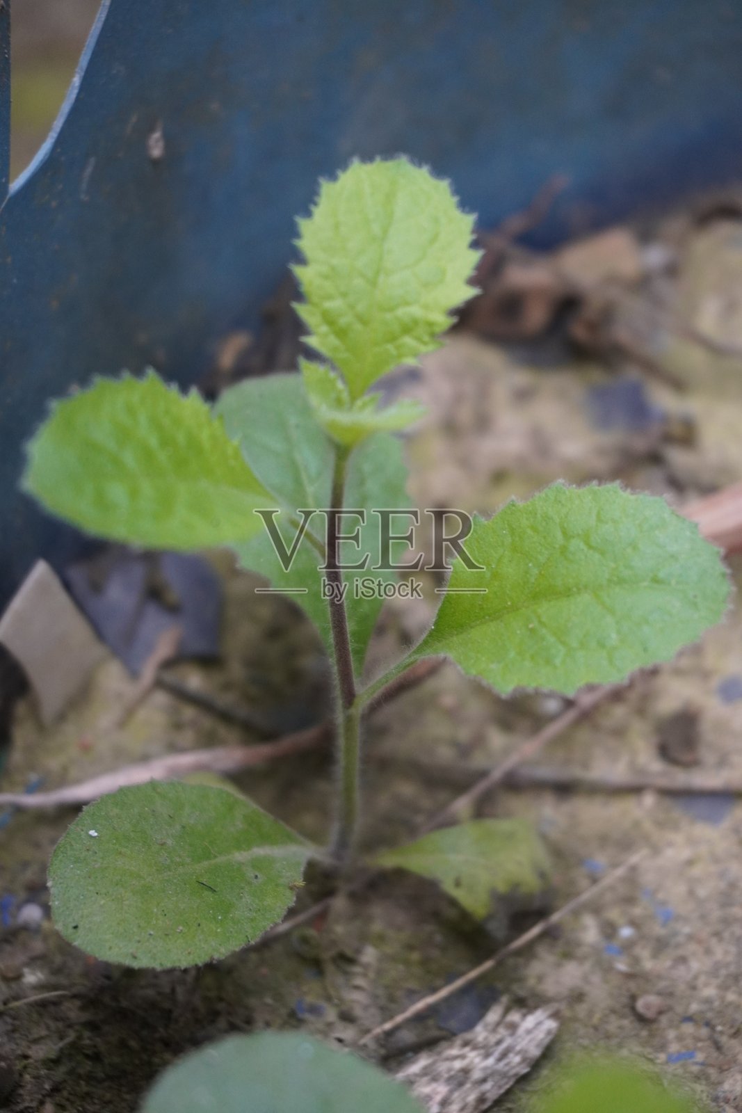 布鲁梅亚植物的绿色叶子特写照片摄影图片