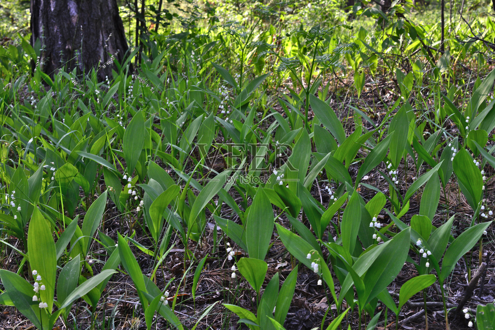 森林中盛开的铃兰照片摄影图片