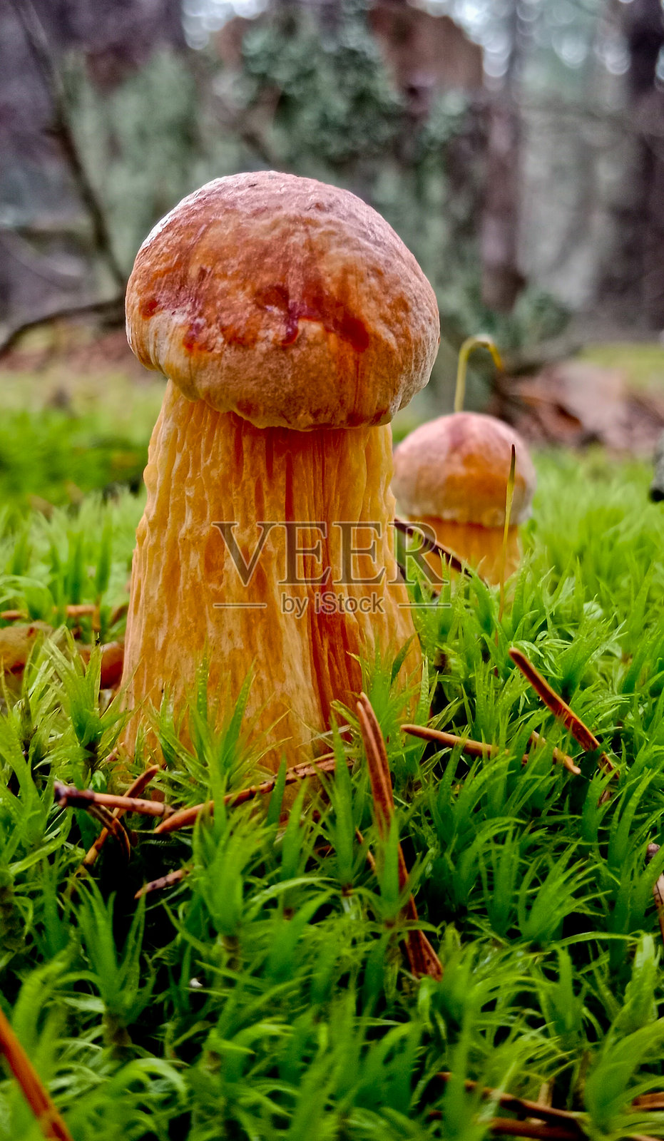 Aureoboletus projectellus照片摄影图片