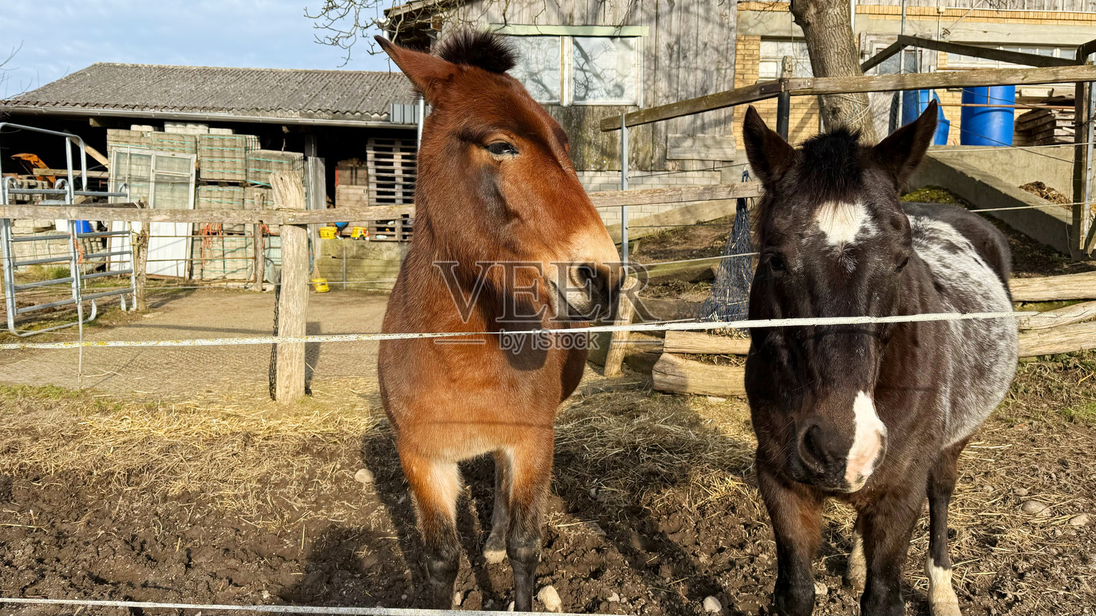 友好的骡子和马在农场围栏内照片摄影图片