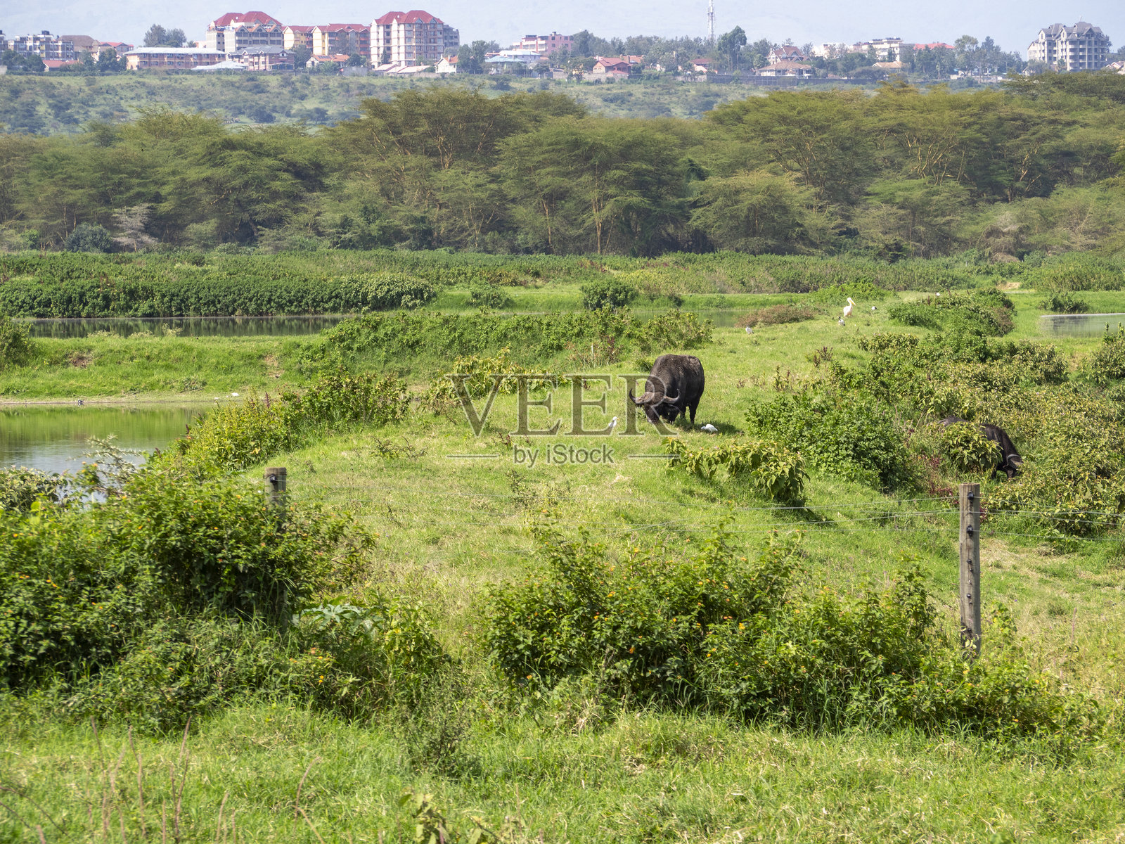 肯尼亚的野生动物园照片摄影图片