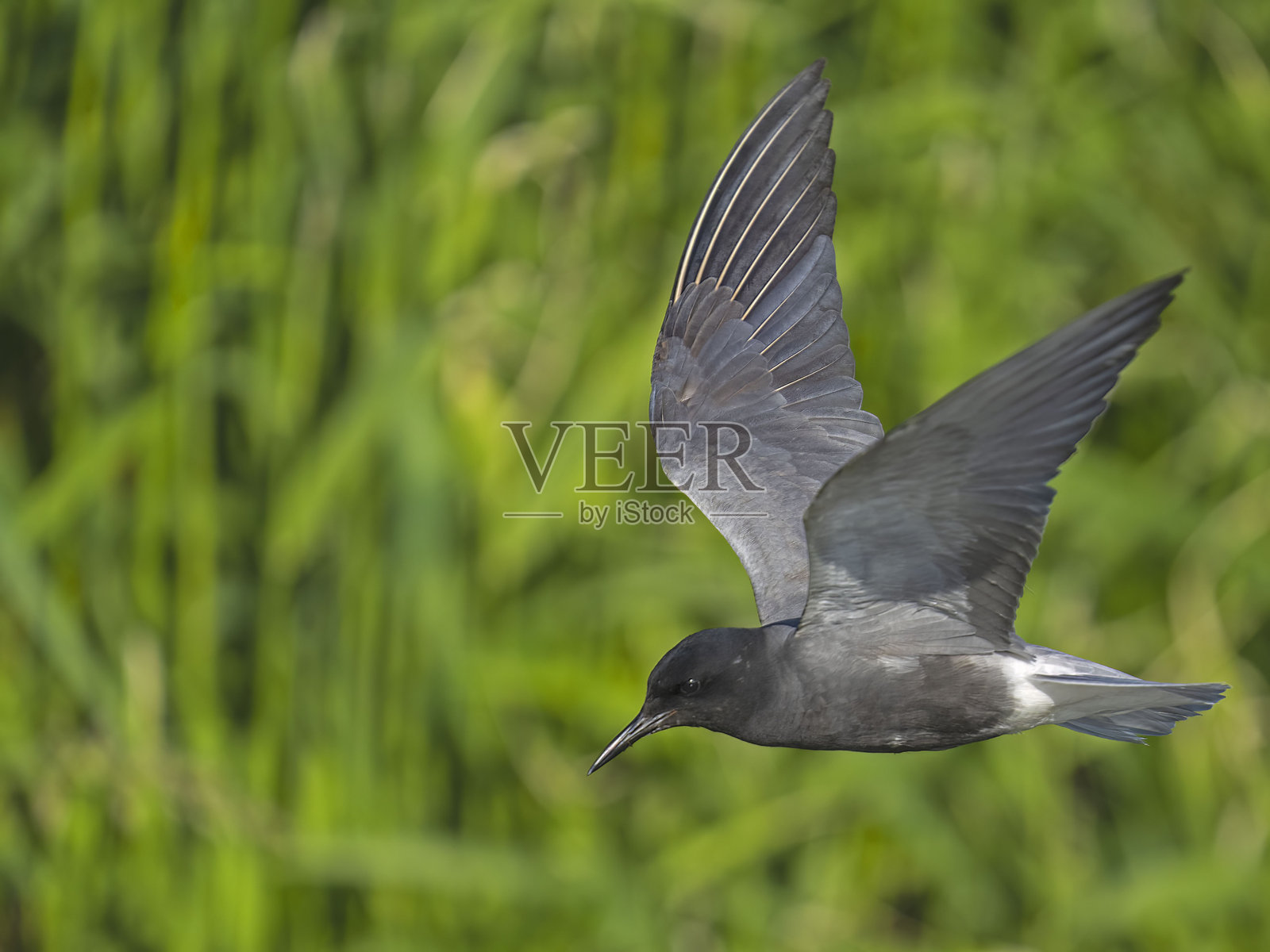 黑燕鸥 (Chlidonias nigra)照片摄影图片