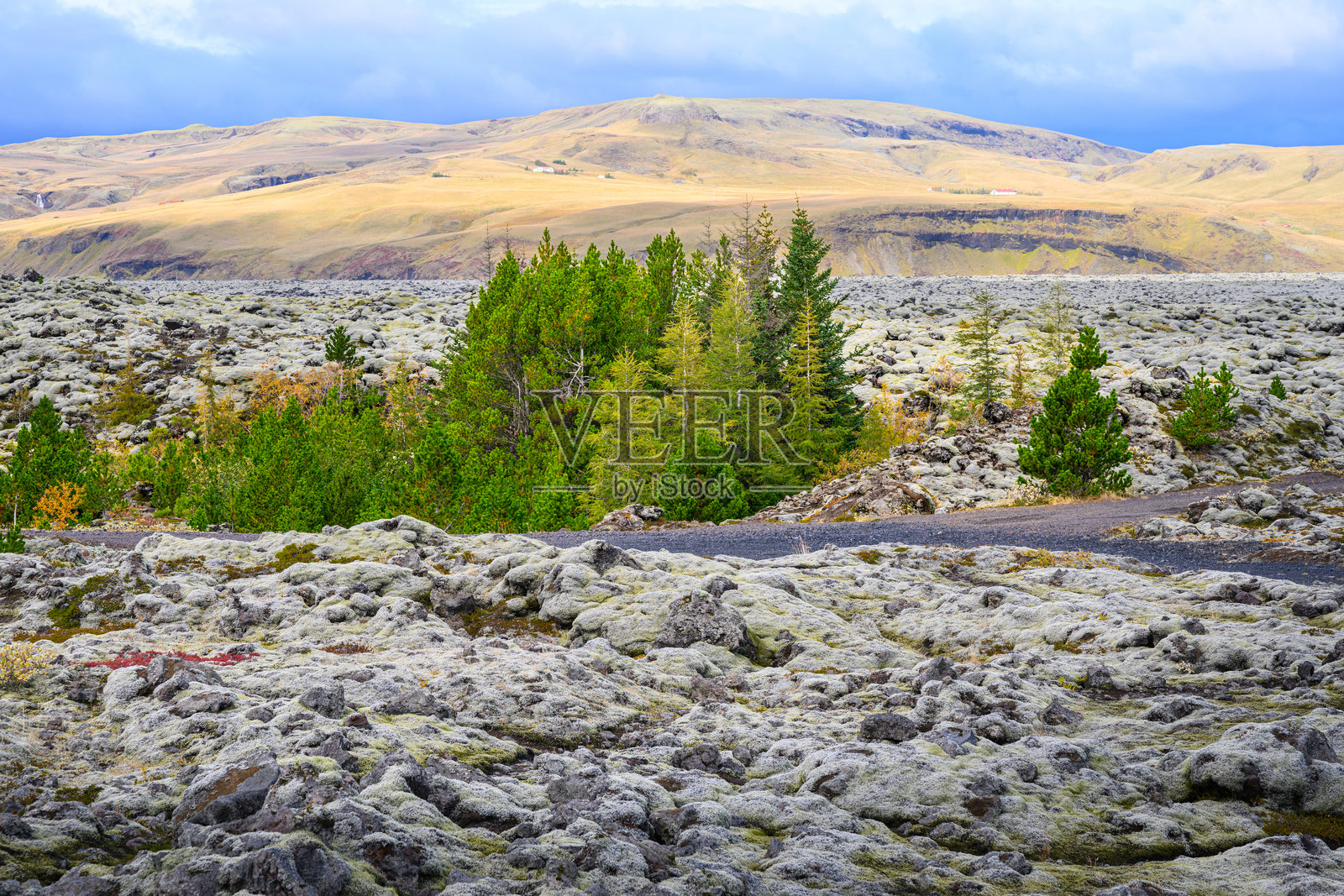 冰岛松树与熔岩景观照片摄影图片
