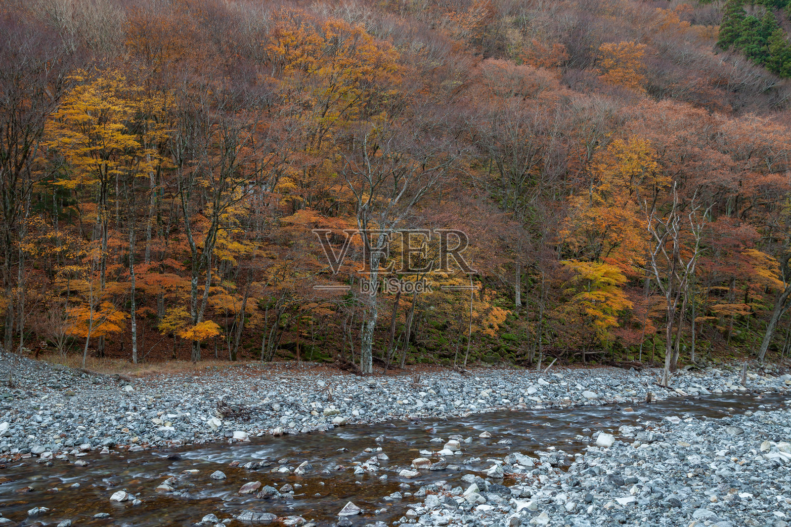 一个旅游景点,秋天有美丽的山溪和明亮的黄色树叶的森林照片摄影图片