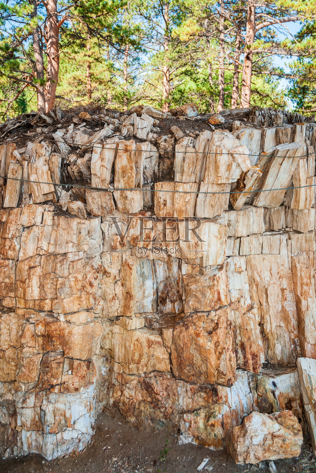 佛罗里桑特地层,位于佛罗里桑特化石床国家纪念碑照片摄影图片