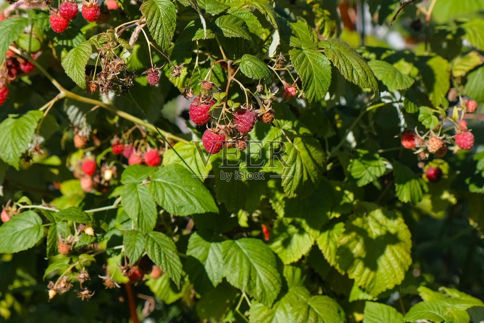 乡村户外的灌木丛中结满成熟的覆盆子。照片摄影图片