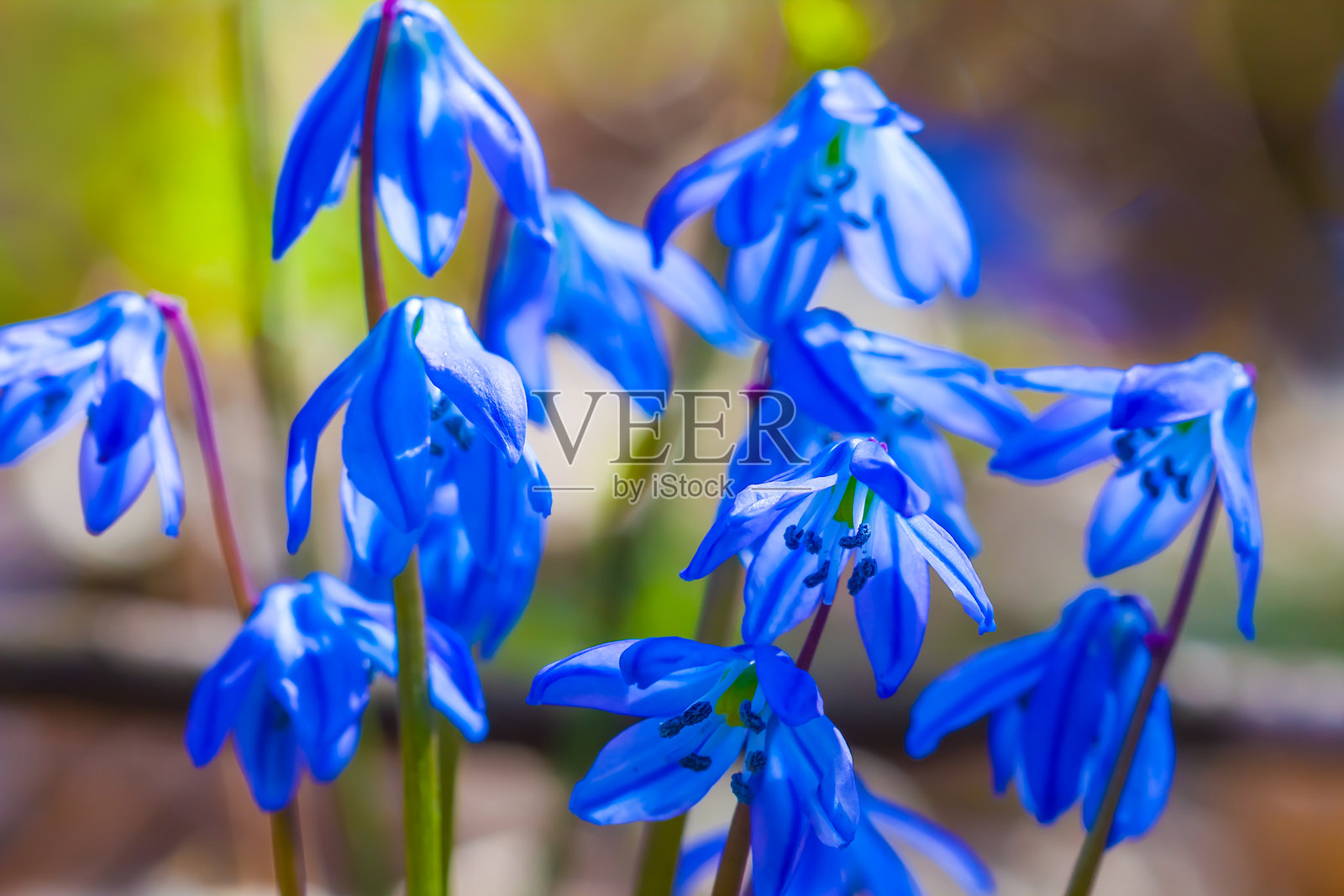 春季森林中蓝色雪花莲花的特写堆,优美的季节背景照片摄影图片