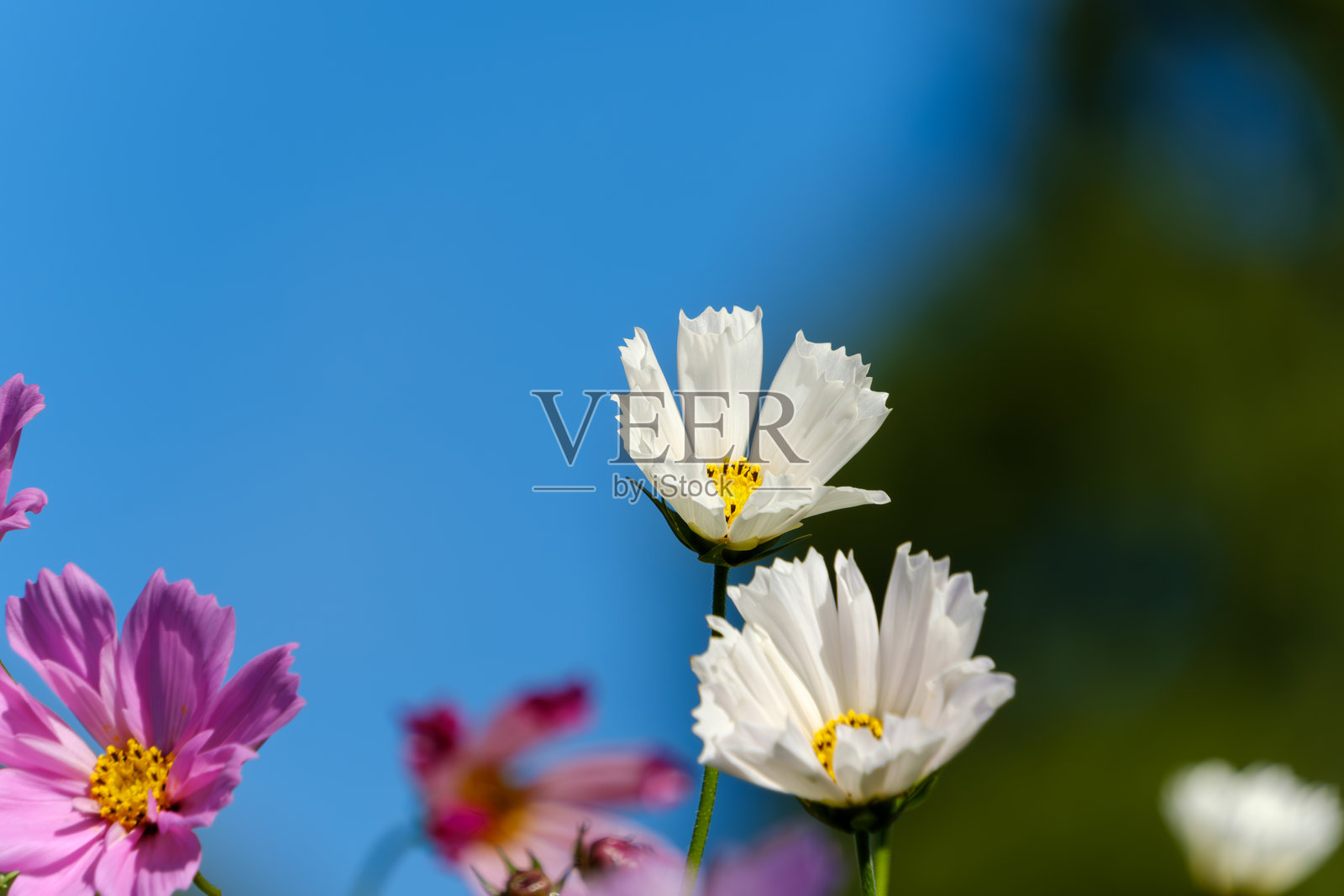 优雅的白色大波斯菊照片摄影图片