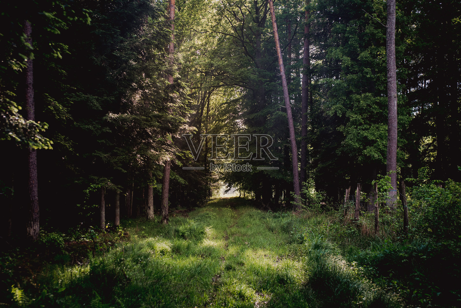 阳光明媚的魔法森林小径照片摄影图片