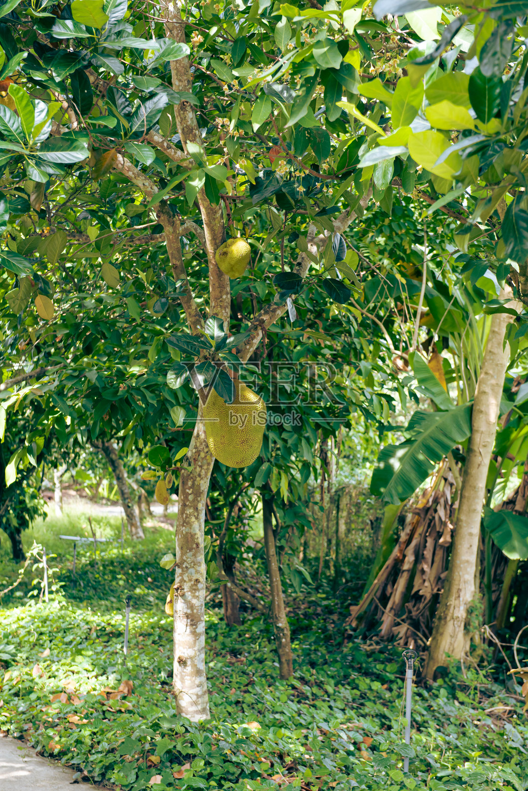越南芹苴的人行道热带水果果园,矮小的菠萝蜜树上挂满了丰硕的大果实,属于无花果、桑树和面包果家族的艺术果。照片摄影图片