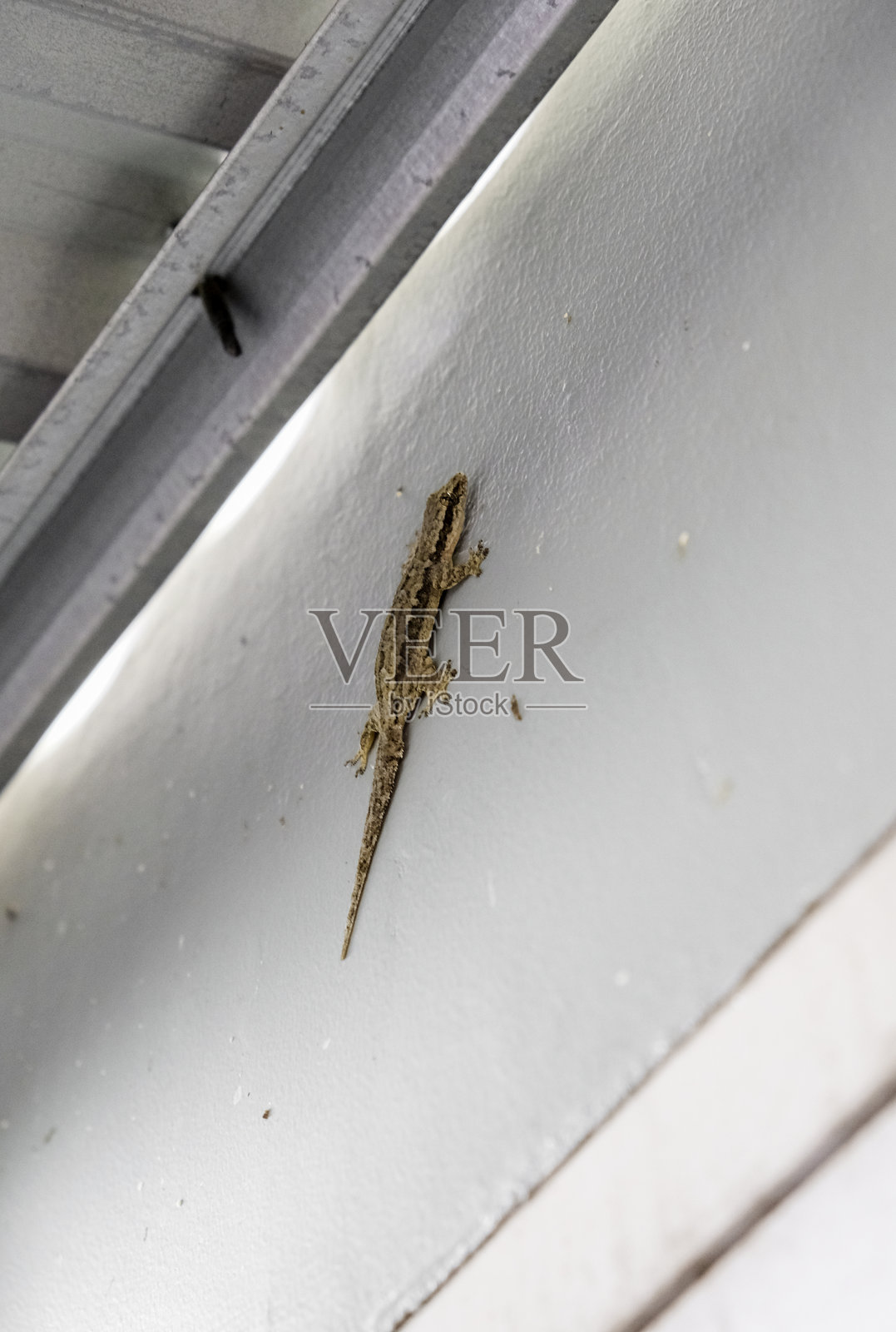 墙上的家蜥蜴或小壁虎特写。照片摄影图片