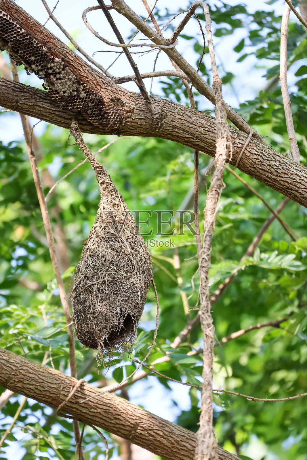 自然花园中树上干叶里的鸟巢特写照片摄影图片