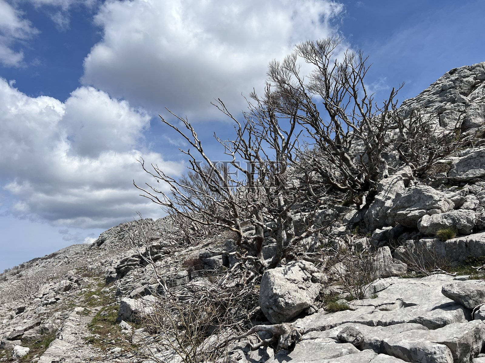 几年前经历毁灭性火灾后的混合落叶山地森林 - 克罗地亚北维莱比特国家公园照片摄影图片