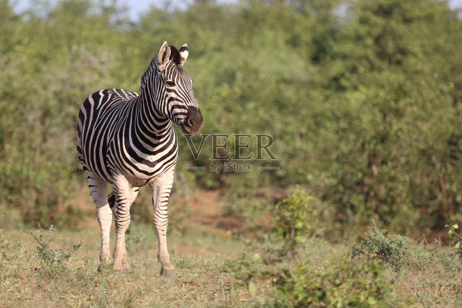 草原斑马 / 伯切尔斑马 / Equus quagga burchellii照片摄影图片