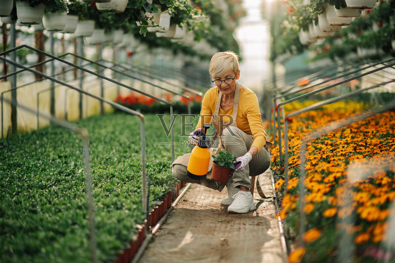 老花匠蹲在温室里用喷雾器喷洒幼苗照片摄影图片