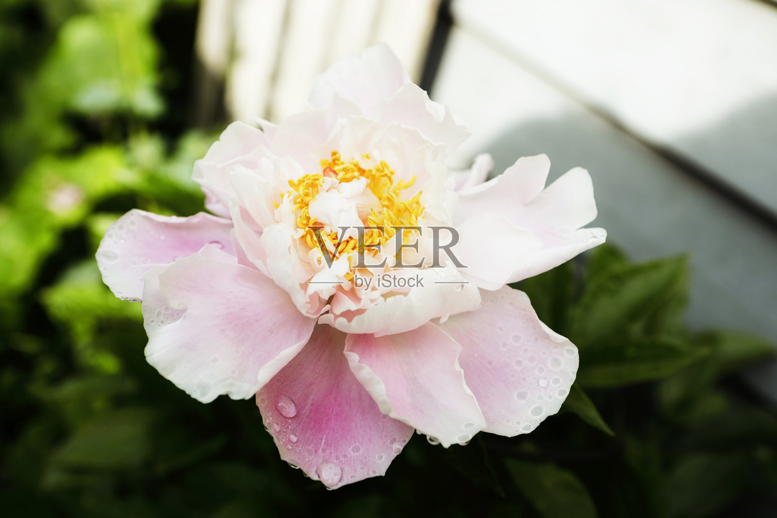 牡丹花照片摄影图片