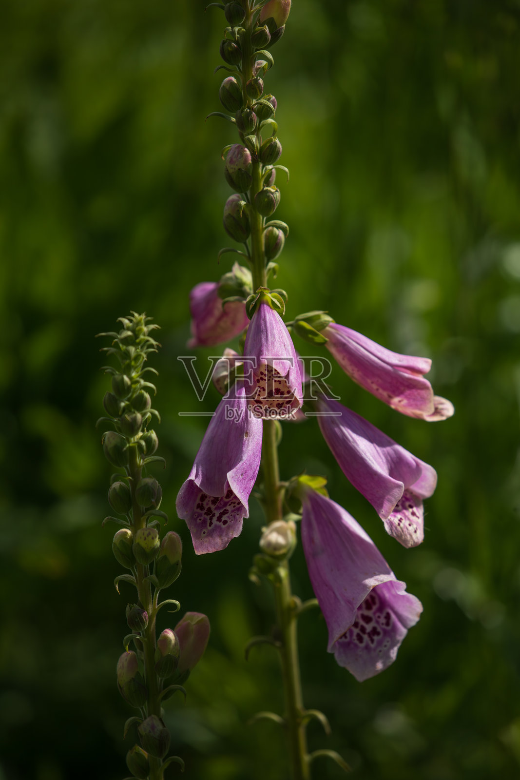 毛地黄花(Digitalis purpurea)在模糊的绿色背景上照片摄影图片