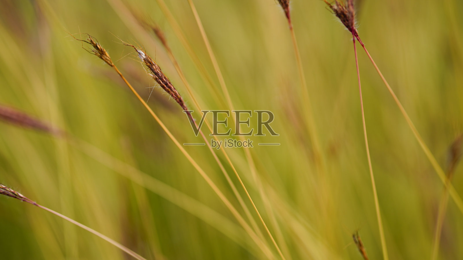 田野中草花的特写,背景柔和模糊。照片摄影图片