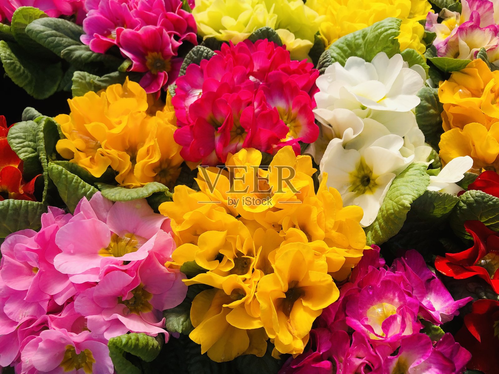 大量色彩鲜艳的报春花和朱丽叶花,樱草花照片摄影图片