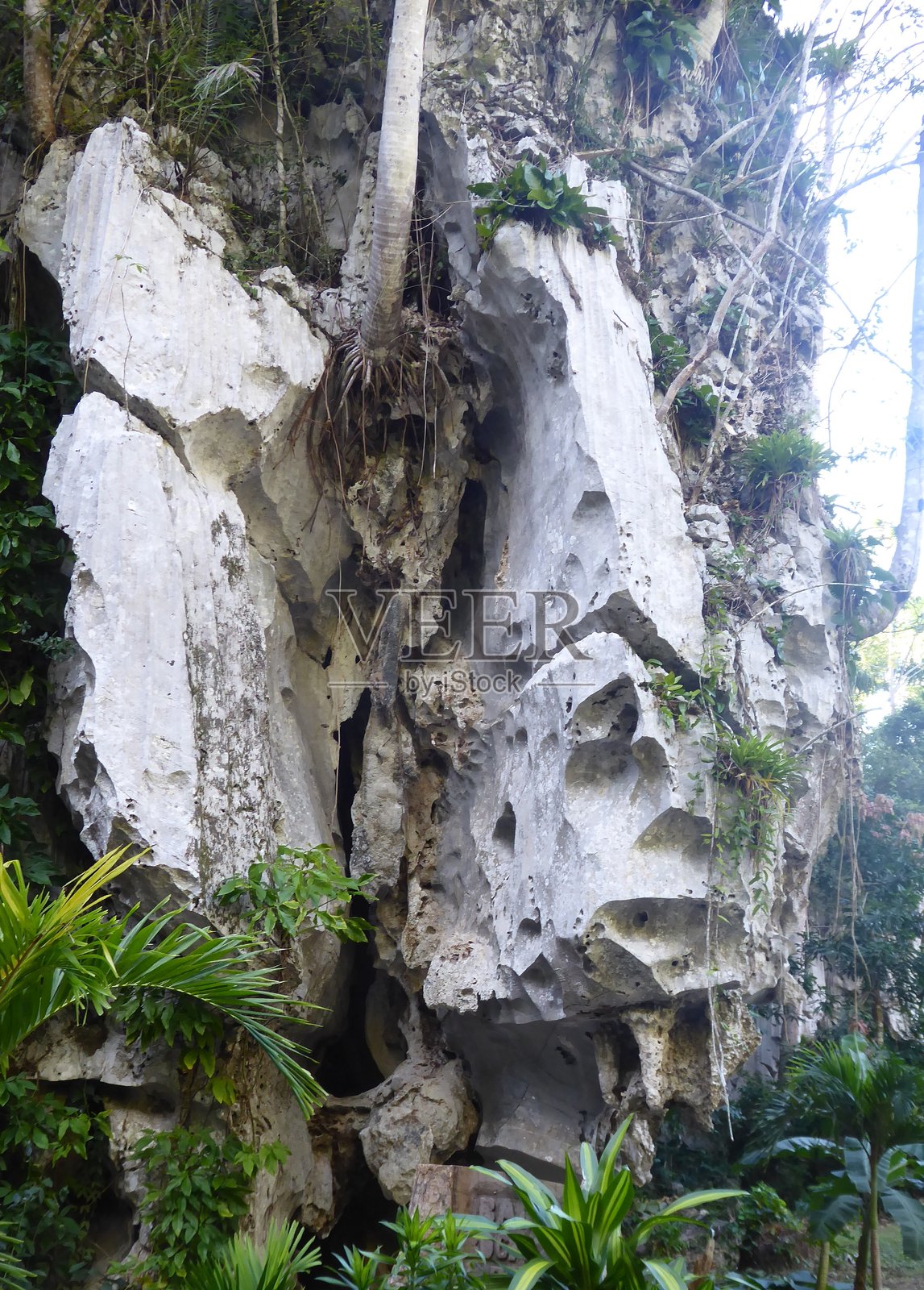 古巴 - 维纳莱斯 - 印第安人洞穴照片摄影图片