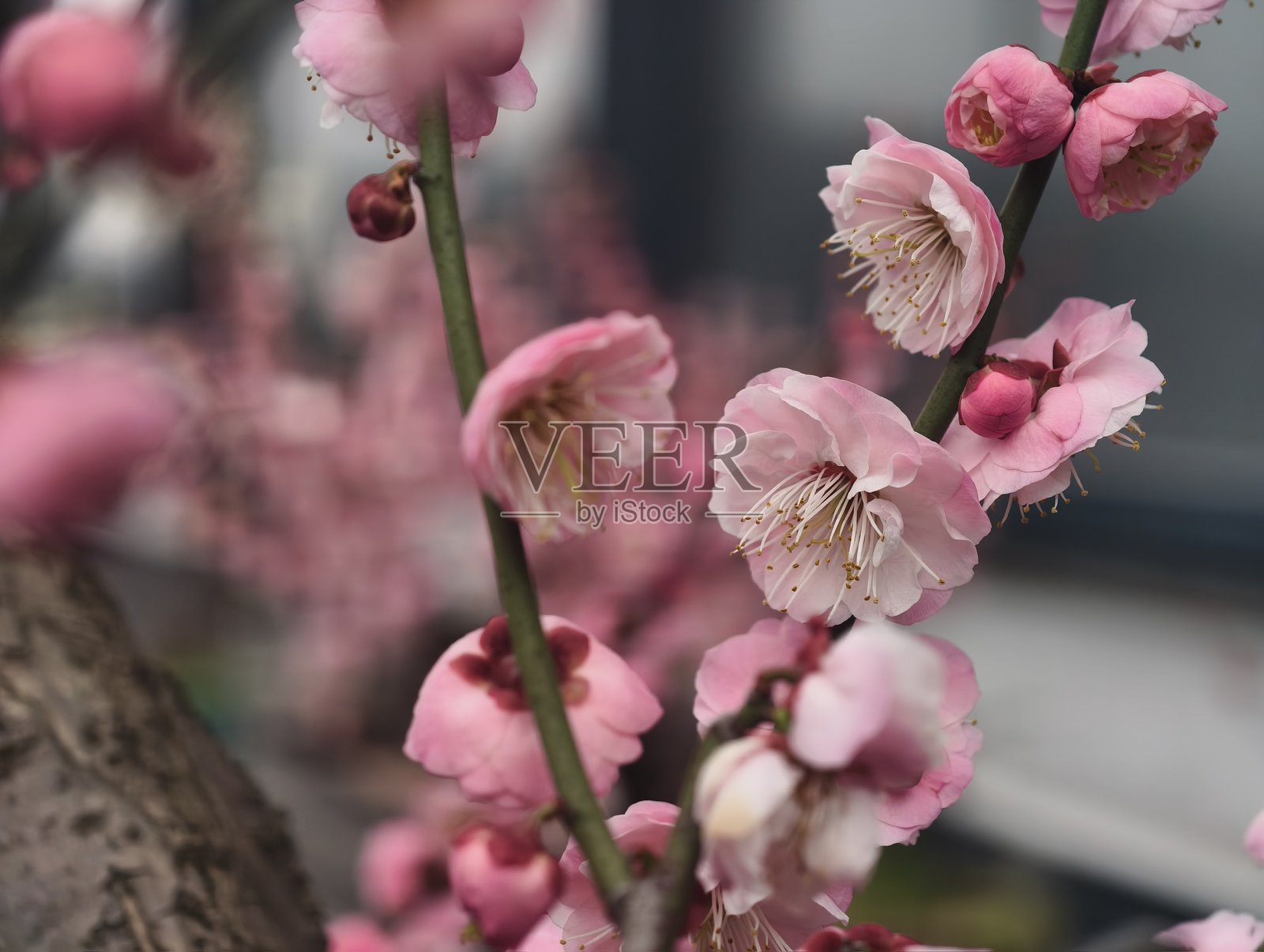 粉色梅花照片摄影图片