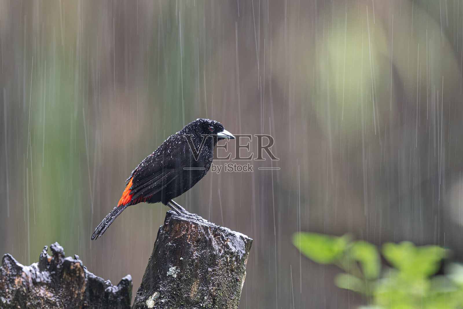 红臀唐纳雀(Ramphocelus passerinii)在大雨中照片摄影图片