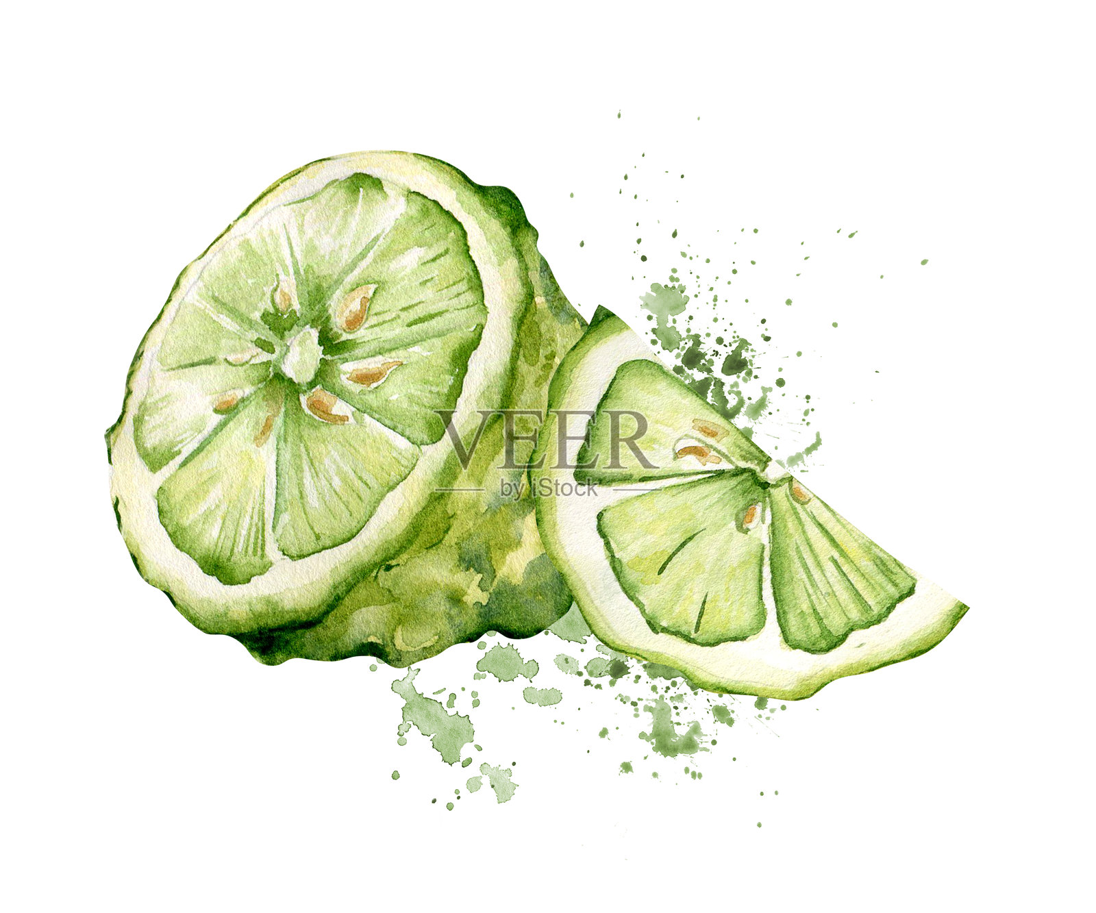 多汁的绿色柑橘片在植物风格的水彩溅墨上绘制。新鲜切片的卡菲尔青柠单独绘制。半个佛手柑与果汁滴落的手绘草图。用于设计的柑橘水果。插画图片素材