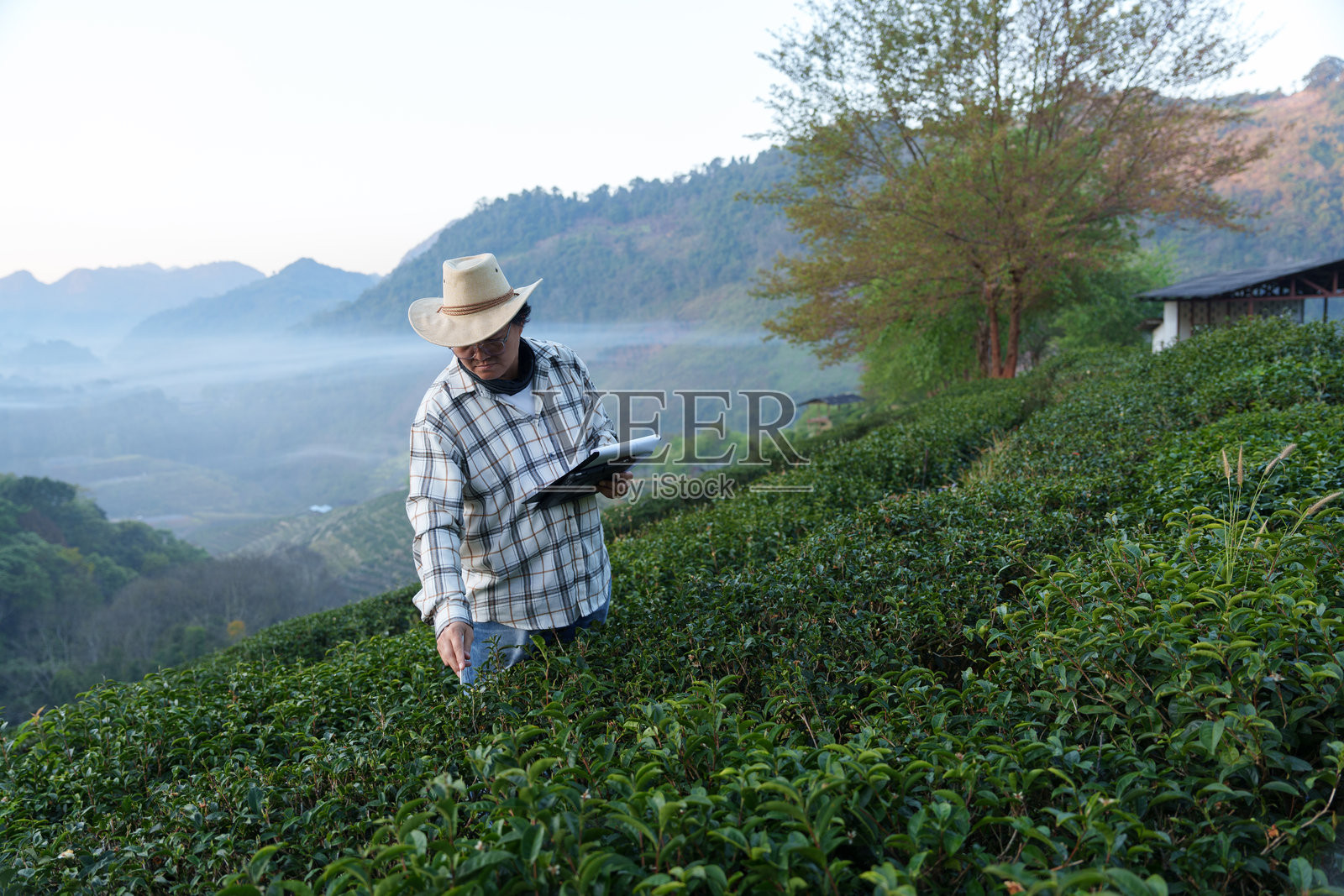 世界级茶园的主人正在检查他寒冷气候农场茶叶的质量和生长情况。照片摄影图片