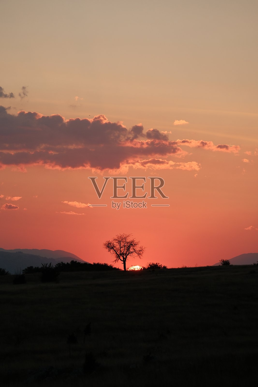 孤独树木的剪影映衬着绚丽的日落天空照片摄影图片