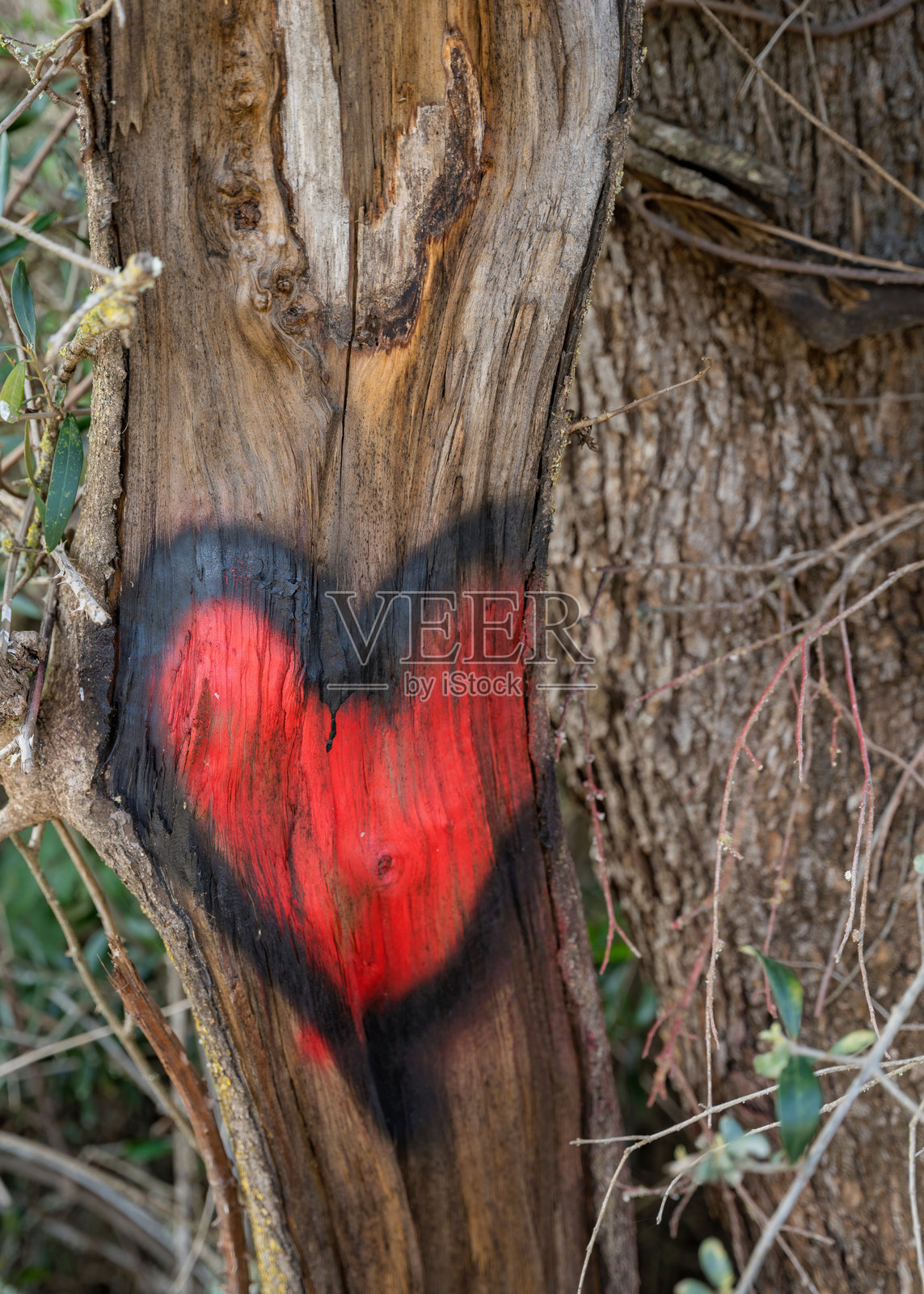 在葡萄牙一条徒步旅行的道路上,树干上画着一个心形的标记。照片摄影图片