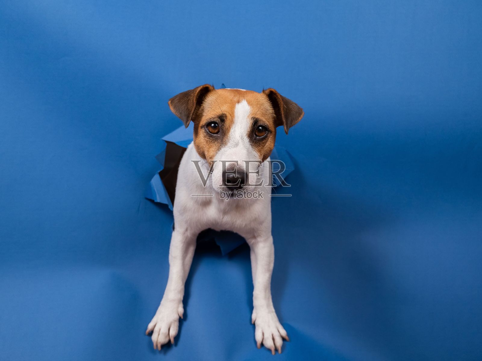 搞笑的杰克罗素梗狗从纸质蓝色背景中爬出,打破了一个洞。照片摄影图片