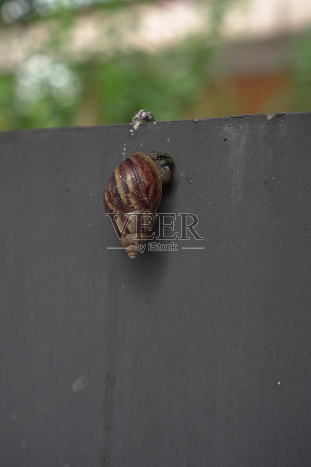 一只蜗牛依附在粗糙的灰色墙壁上。照片摄影图片