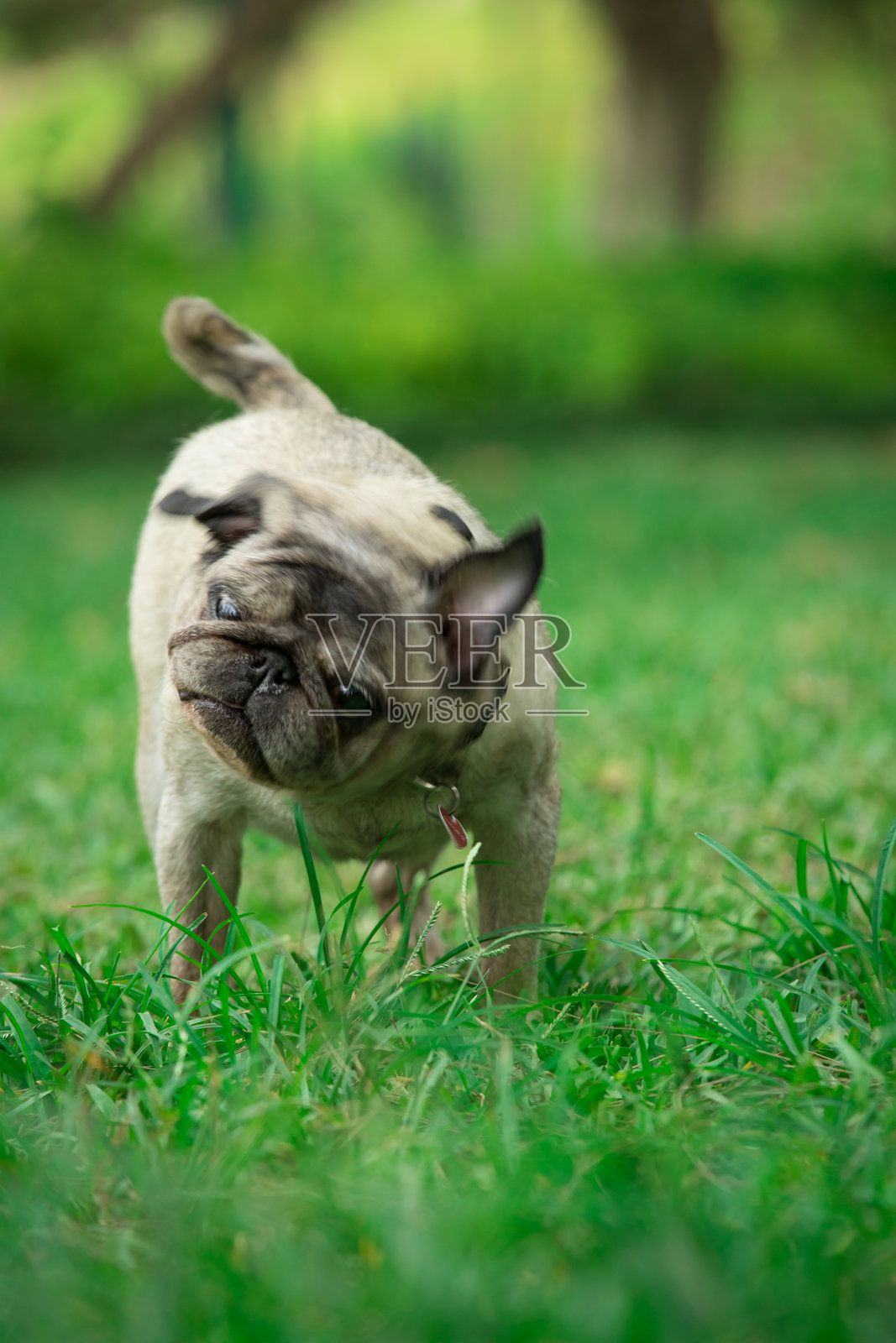 可爱的巴哥犬在公园的绿草地上。选择性对焦。照片摄影图片