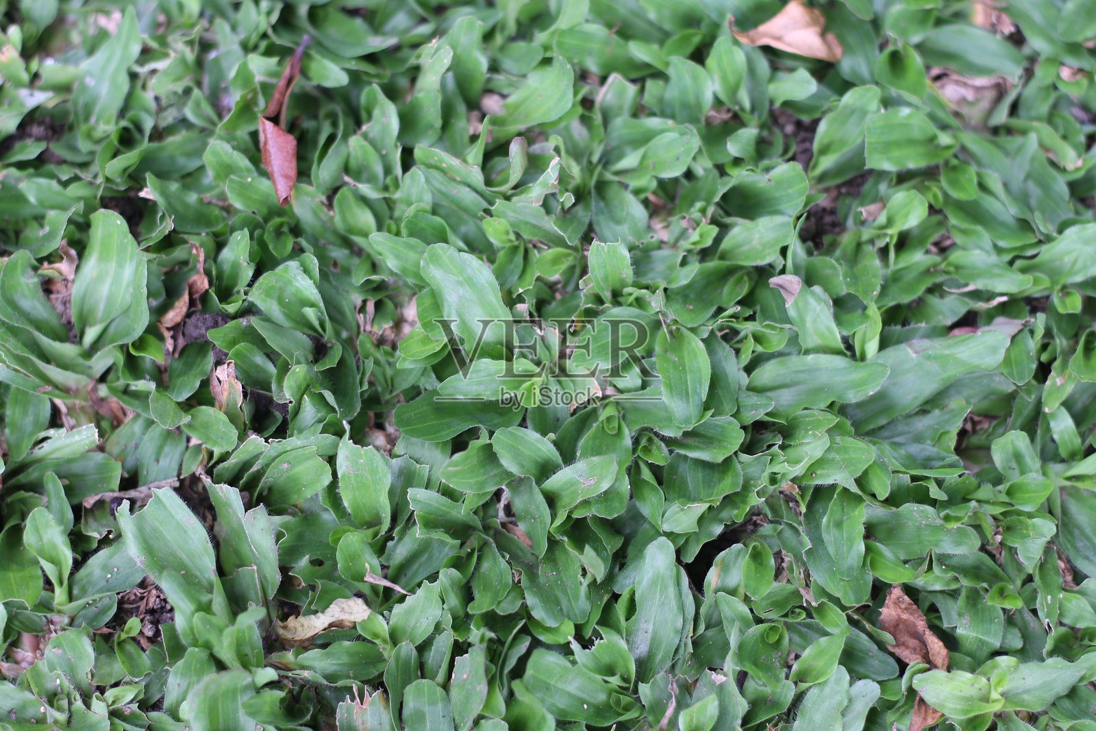 Axonopus.照片摄影图片