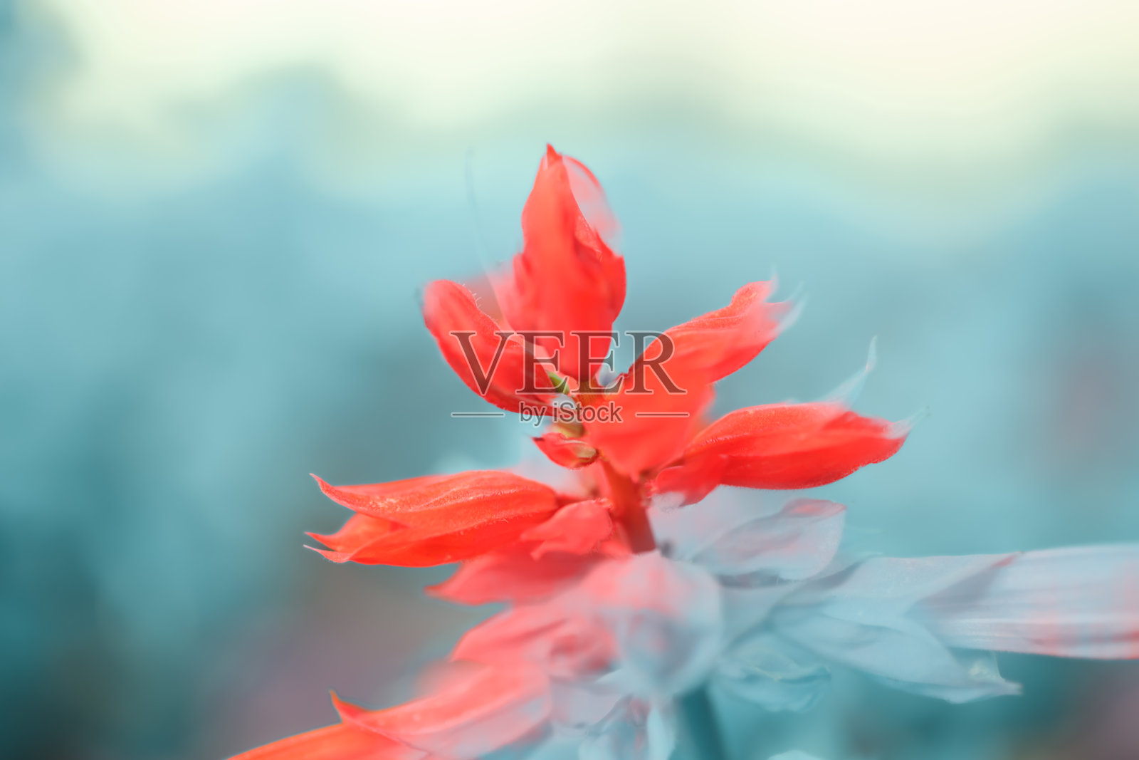 宏观系列:红色美人蕉与模糊背景照片摄影图片